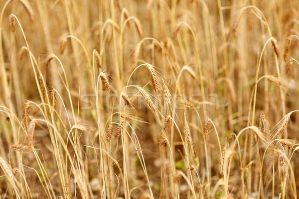 cereal field with spikelets of ripe rye or wheat Stock photo © dolgachov