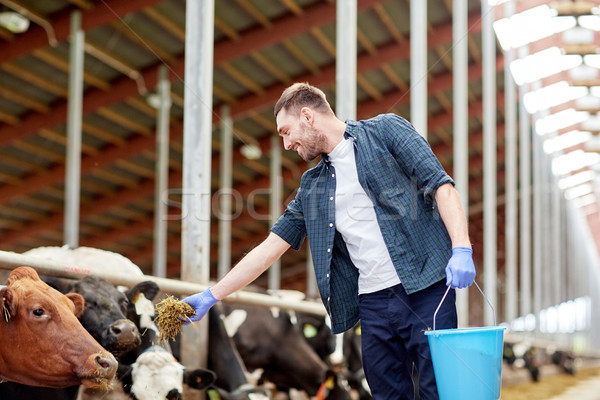 man feeding cows with hay in cowshed on dairy farm Stock photo © dolgachov