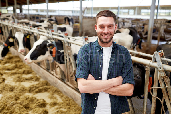 man or farmer with cows in cowshed on dairy farm Stock photo © dolgachov