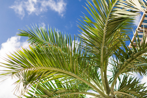 palm tree over blue sky with white clouds Stock photo © dolgachov