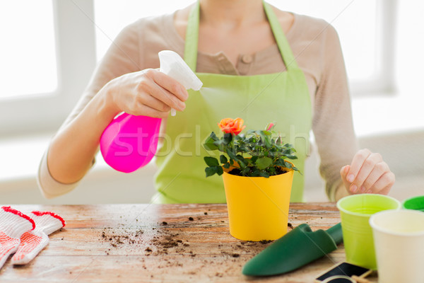 close up of woman hands spraying roses in pot Stock photo © dolgachov