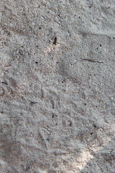 close up of sand surface Stock photo © dolgachov