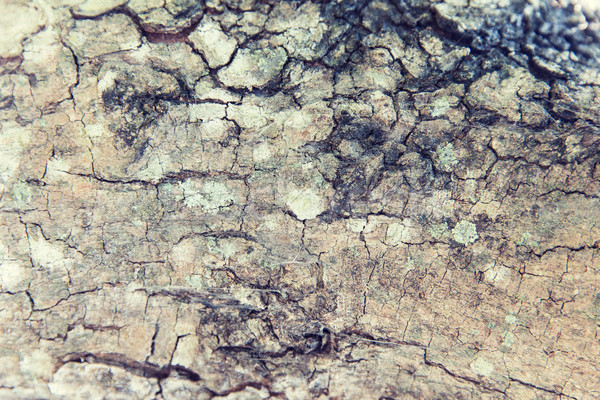 Stock photo: tree trunk bark texture