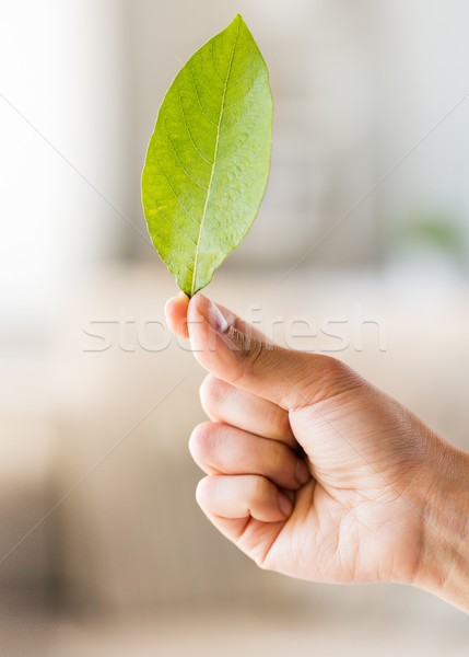 Stockfoto: Vrouw · hand · groen · blad · mensen