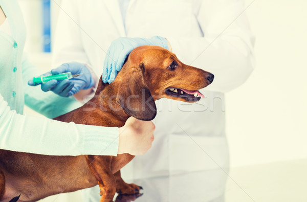 [[stock_photo]]: Vétérinaire · vaccin · chien · clinique