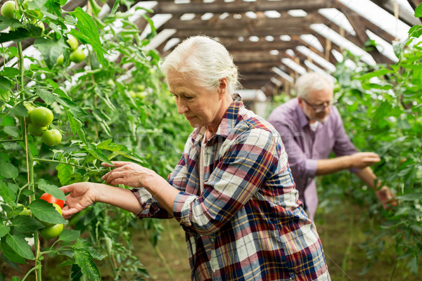 old woman picking tomatoes up at farm greenhouse Stock photo © dolgachov