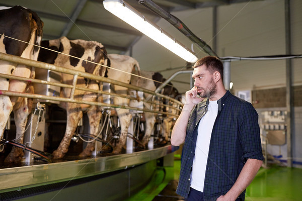 Foto stock: Hombre · llamando · teléfono · celular · vacas · lácteo · granja