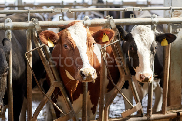 herd of cows in cowshed on dairy farm Stock photo © dolgachov