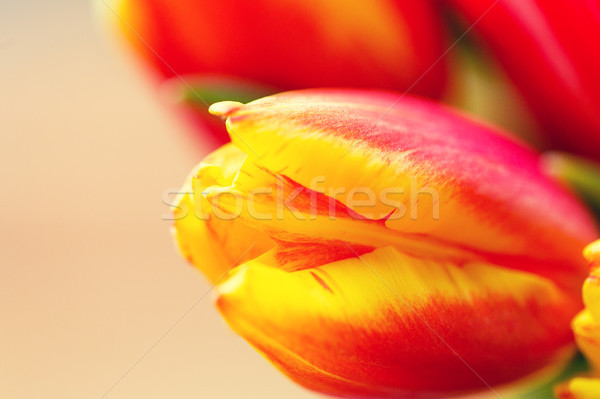 close up of tulip flowers Stock photo © dolgachov