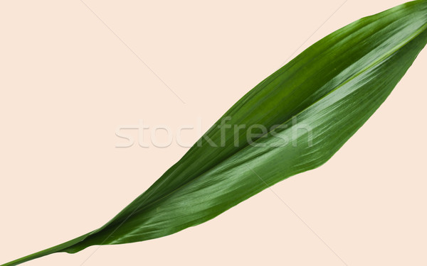 green leaves with blank space on beige background Stock photo © dolgachov