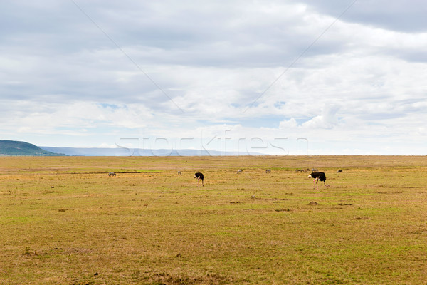 ostrich and other animals in savannah at africa Stock photo © dolgachov