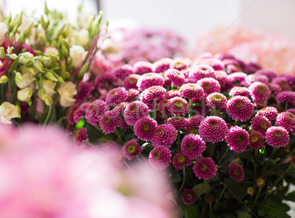 close up of chrysanthemums at flower shop Stock photo © dolgachov