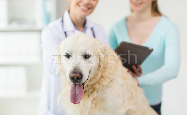 close up of vet with tablet pc and dog at clinic Stock photo © dolgachov