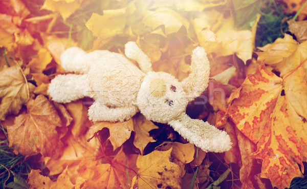 toy rabbit in fallen autumn leaves Stock photo © dolgachov