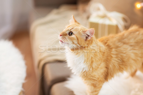 red tabby cat on sofa with christmas gift at home Stock photo © dolgachov