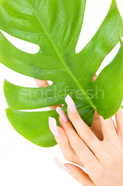Női kezek zöld levél kép fehér nő Stock fotó © dolgachov