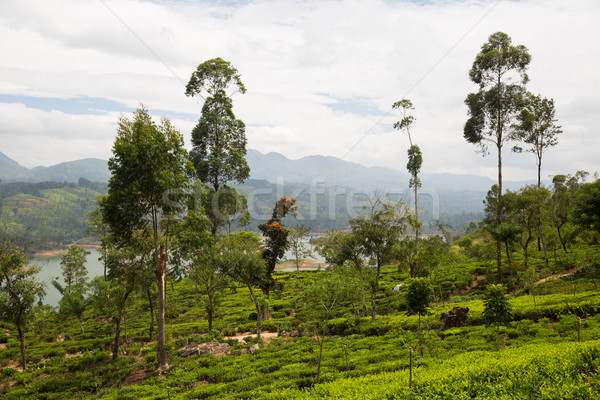 Stock photo: tea plantation field on Sri Lanka