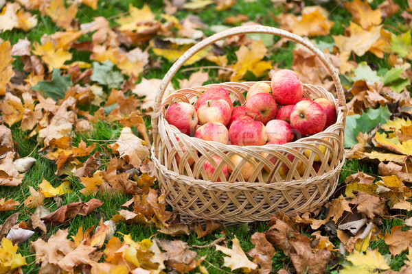 Wiklina koszyka dojrzały czerwony jabłka jesienią Zdjęcia stock © dolgachov