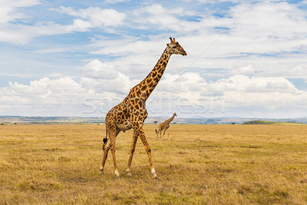 giraffes in savannah at africa Stock photo © dolgachov
