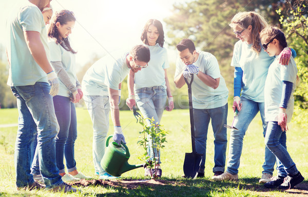 group of volunteers planting and watering tree Stock photo © dolgachov