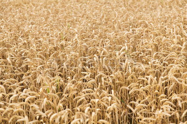 field of ripening wheat ears or rye spikes Stock photo © dolgachov