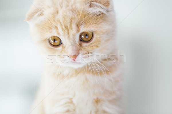 close up of scottish fold kitten Stock photo © dolgachov
