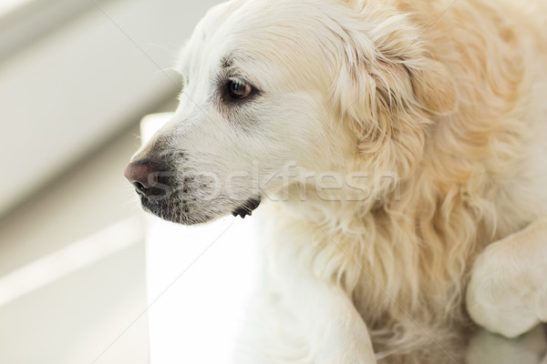 close up of golden retriever dog at vet clinic Stock photo © dolgachov