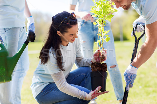 group of volunteers planting tree in park Stock photo © dolgachov