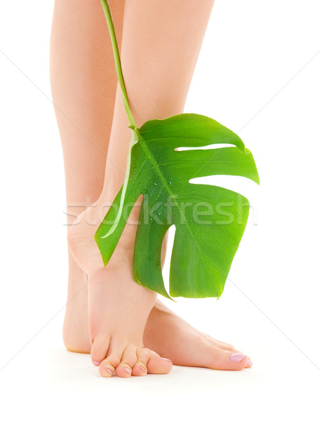 female legs with green leaf Stock photo © dolgachov