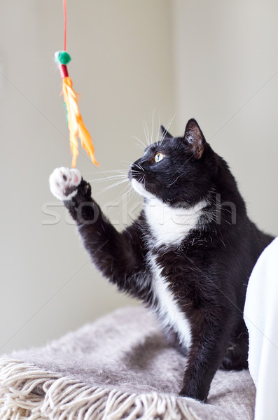 [[stock_photo]]: Blanc · noir · chat · jouer · plumes · jouet · animaux · de · compagnie