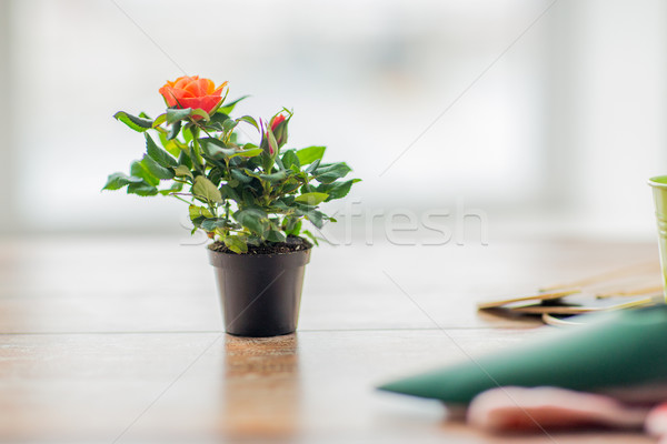 close up of rose flower in pot on table at home Stock photo © dolgachov