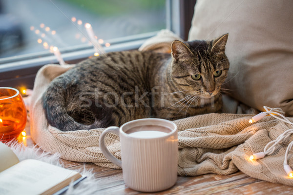 tabby cat lying on window sill with book at home Stock photo © dolgachov