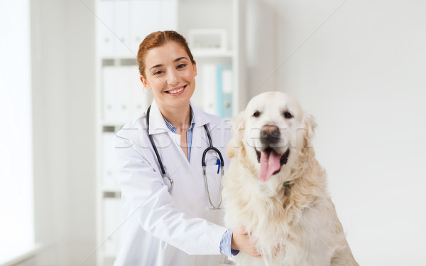 Сток-фото: счастливым · врач · ретривер · собака · ветеринар · клинике