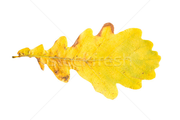 dry fallen yellow oak tree autumn leaf Stock photo © dolgachov