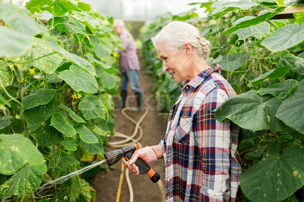 senior couple with garden hose at farm greenhouse Stock photo © dolgachov