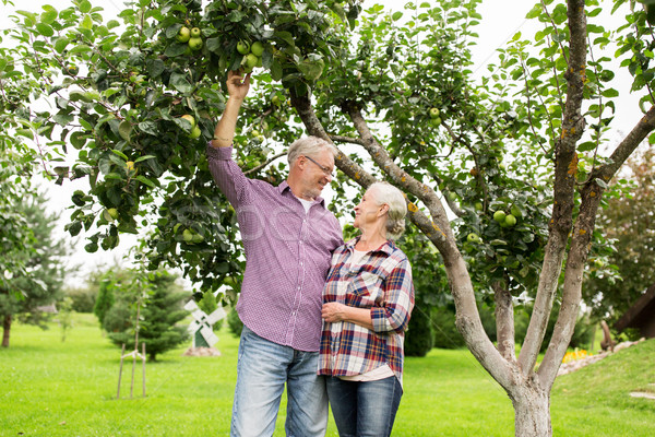 senior couple with apple tree at summer garden Stock photo © dolgachov