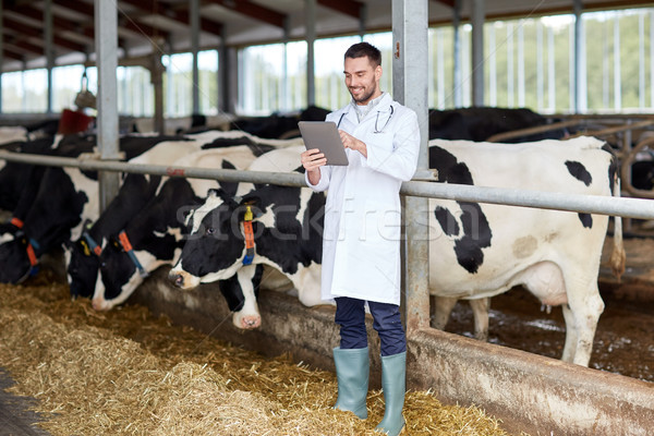 veterinarian with tablet pc and cows on dairy farm Stock photo © dolgachov