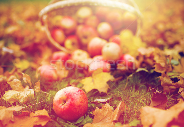 wicker basket of ripe red apples at autumn garden Stock photo © dolgachov