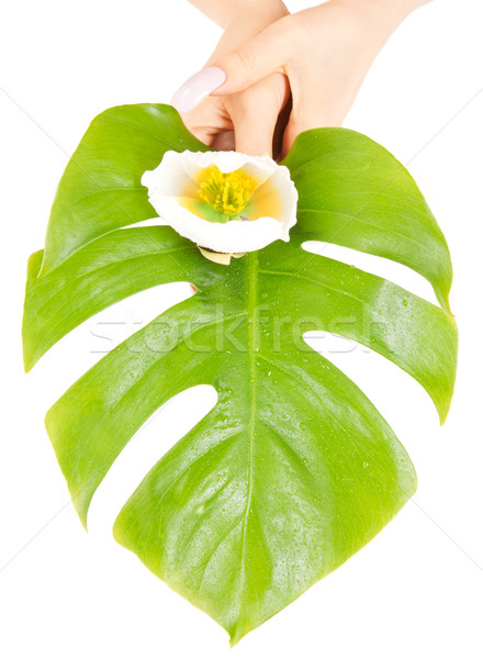 Stock photo: female hands with green leaf and flower