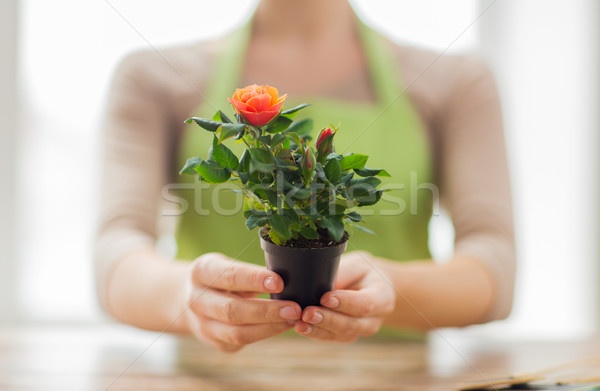 Mulher mãos rosas arbusto Foto stock © dolgachov