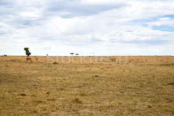 Gruppe Savanne Afrika Tier Natur Tierwelt Stock foto © dolgachov
