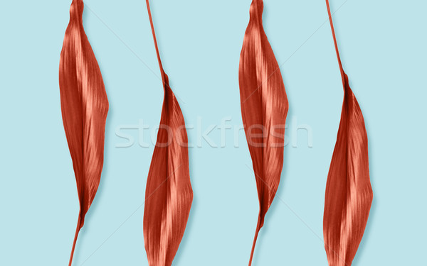 red leaves on blue background Stock photo © dolgachov