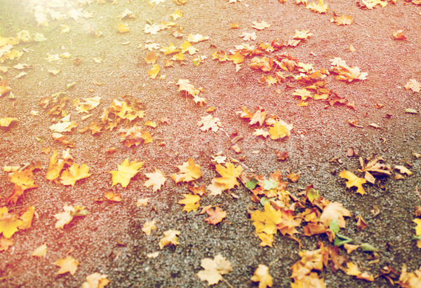 fallen autumn maple leaves on ground Stock photo © dolgachov