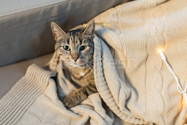 tabby cat lying on blanket at home in winter Stock photo © dolgachov