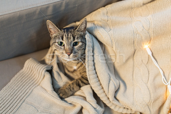 Kat deken home winter huisdieren lichten Stockfoto © dolgachov