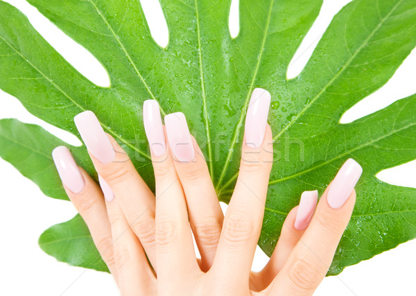 female hands with green leaf Stock photo © dolgachov