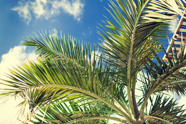 palm tree over blue sky with white clouds Stock photo © dolgachov