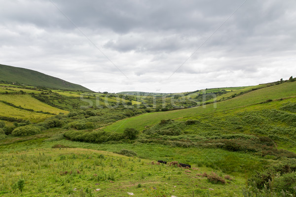farmland fields at wild atlantic way in ireland Stock photo © dolgachov