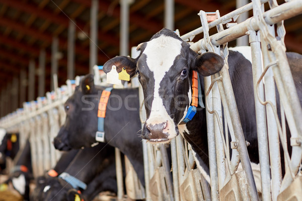 herd of cows in cowshed on dairy farm Stock photo © dolgachov