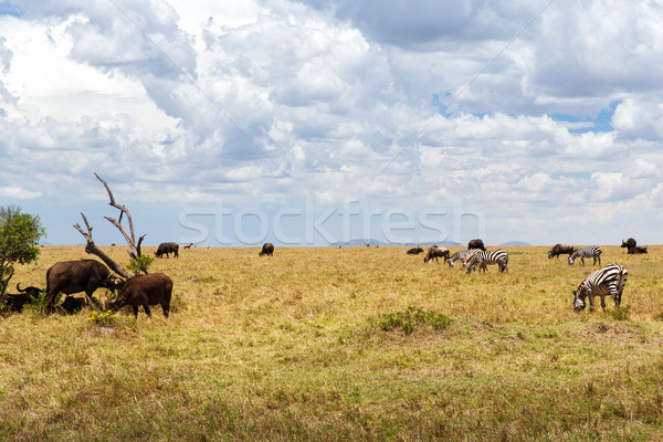 Groupe herbivore animaux savane Afrique animaux Photo stock © dolgachov